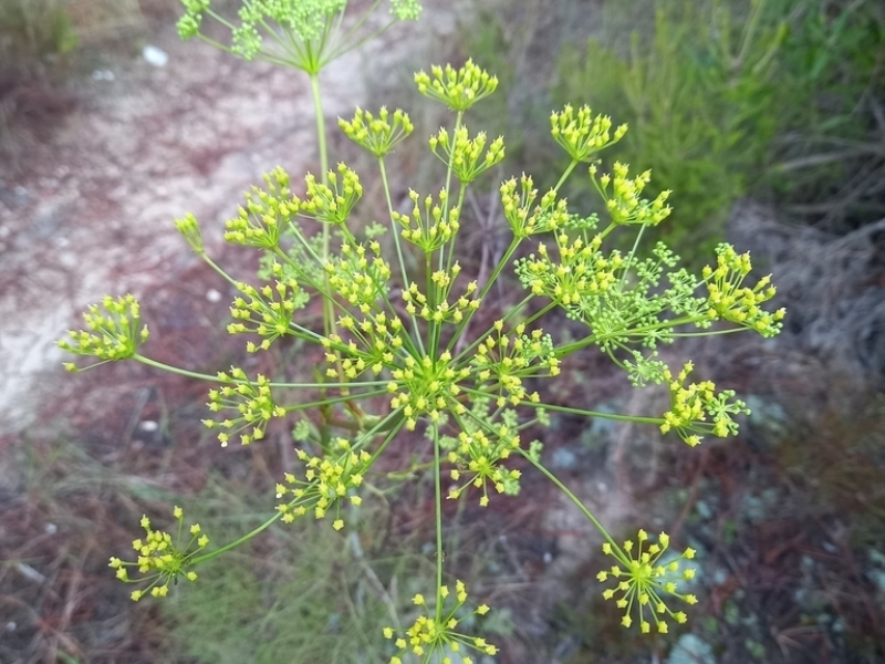 destacada Peucedanum officinale officinale