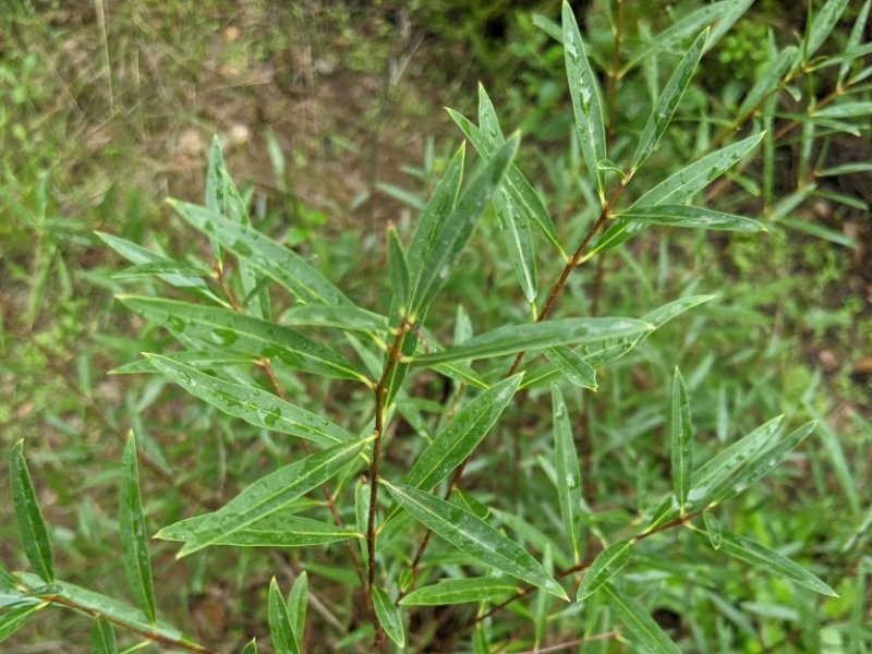 destacada Phillyrea angustifolia