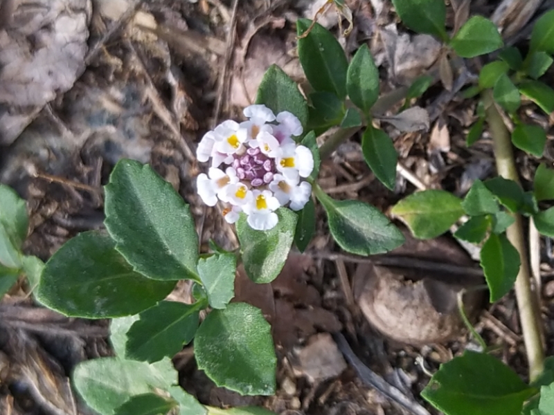 destacada Phyla canescens