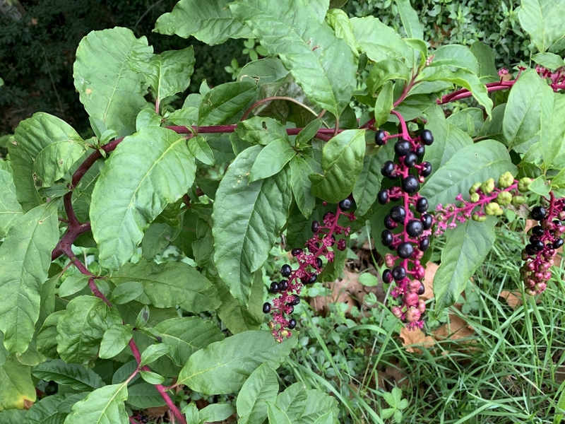 destacada Phytolacca americana