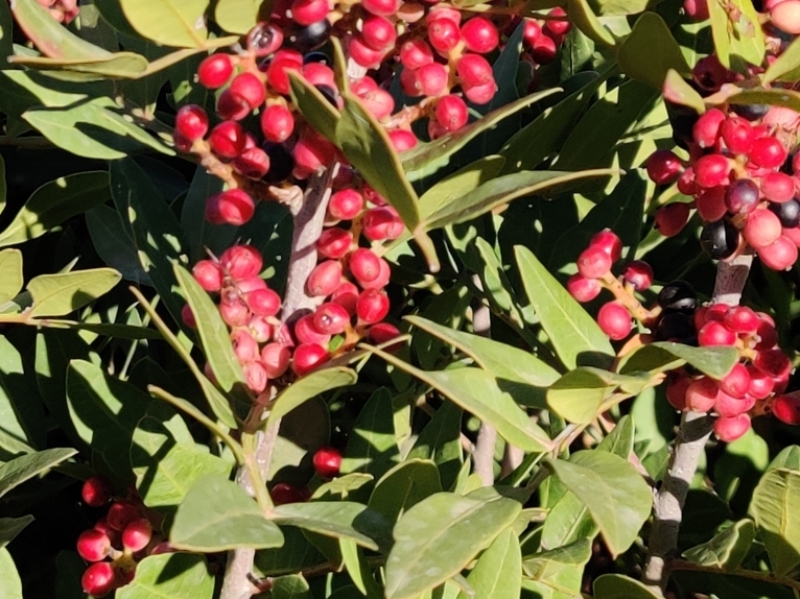 destacada Pistacia lentiscus