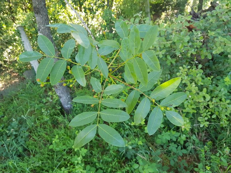 destacada Pistacia terebinthus