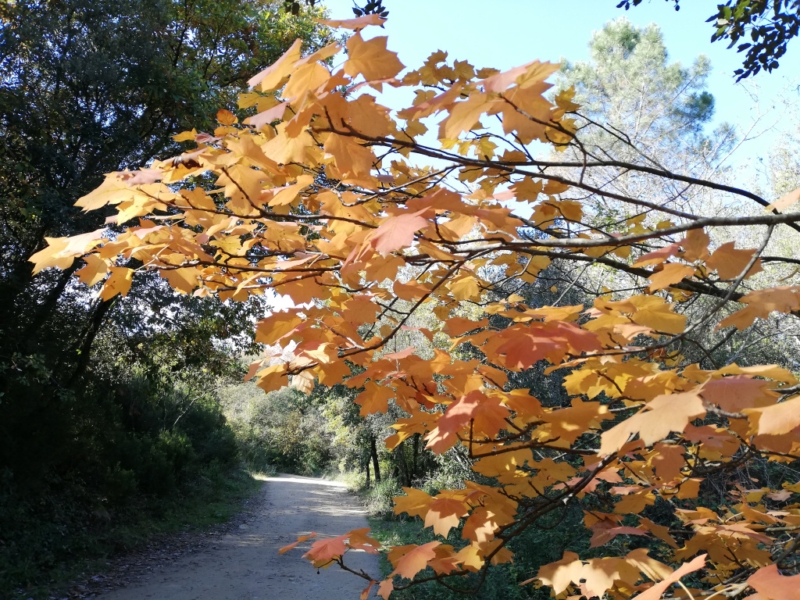 destacada Platanus orientalis acerifolia
