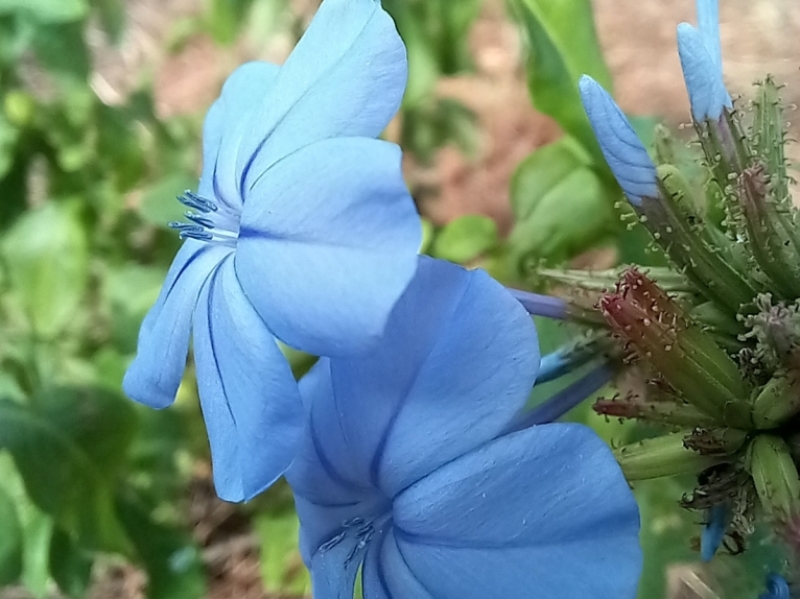 destacada Plumbago auriculata