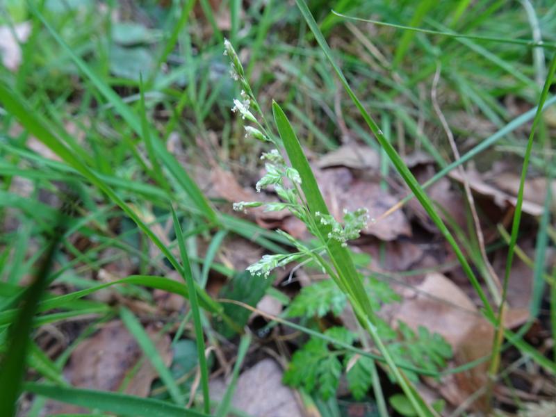 destacada Poa annua annua