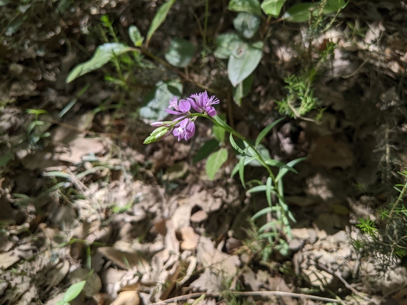 destacada Polygala nicaeensis gerundensis