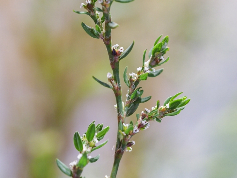 destacada Polygonum aviculare