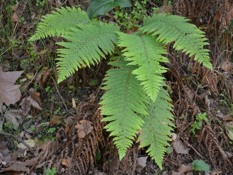 destacada Polystichum setiferum