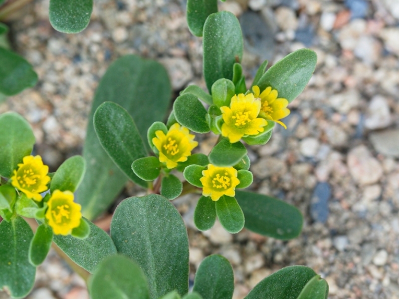destacada Portulaca oleracea