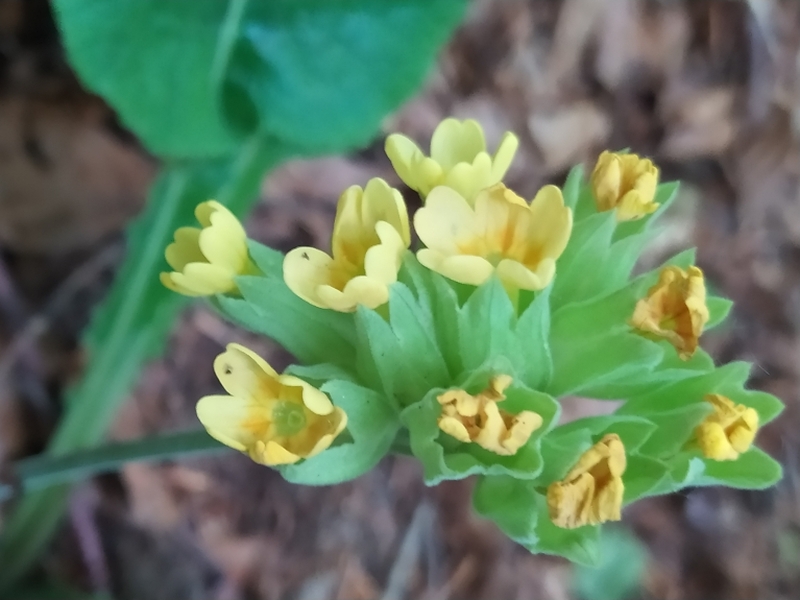 destacada Primula veris