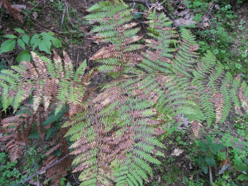 destacada Pteridium aquilinum aquilinum