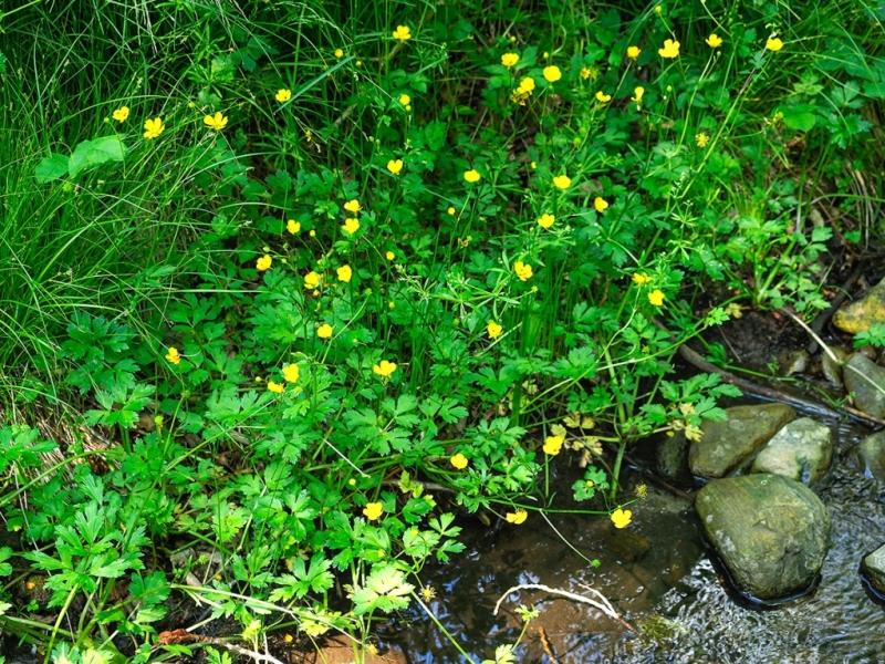 destacada Ranunculus acris despectus