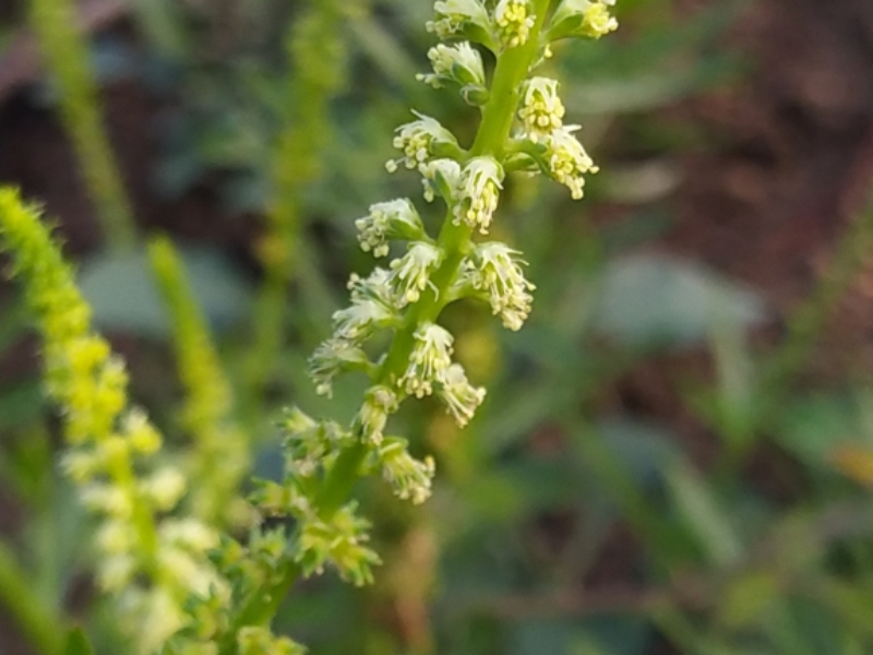 destacada Reseda luteola luteola
