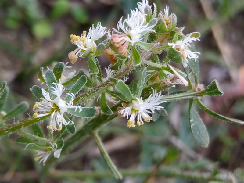 destacada Reseda phyteuma phyteuma