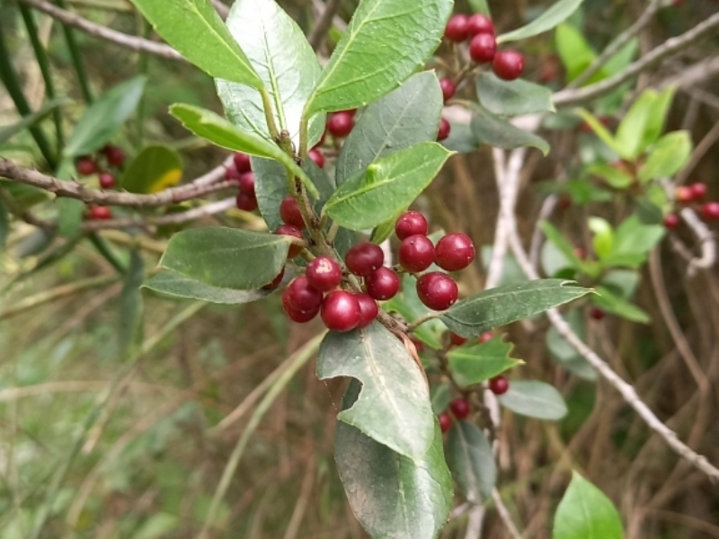 destacada Rhamnus alaternus