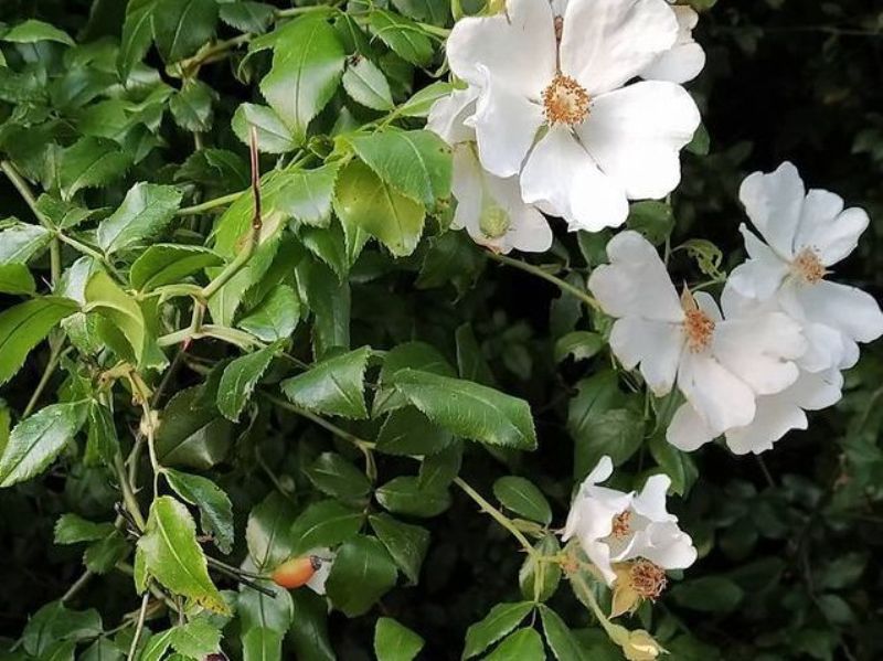 destacada Rosa sempervirens