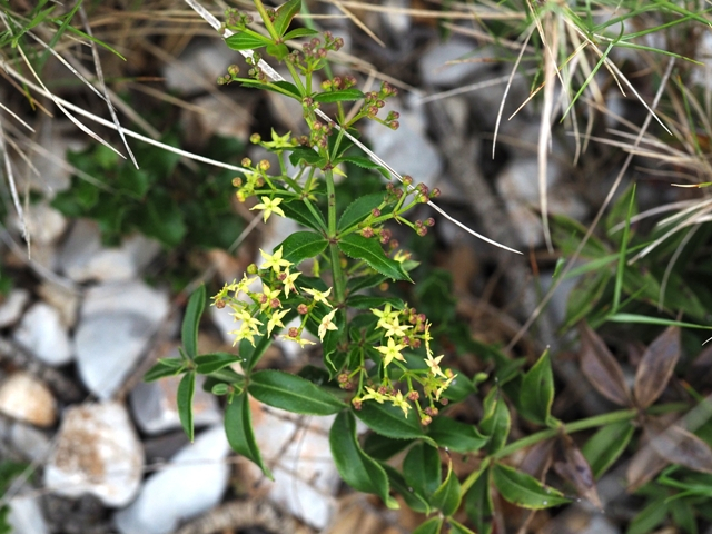destacada Rubia peregrina