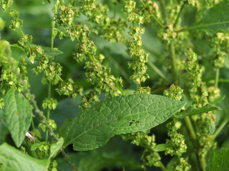 destacada Rumex obtusifolius