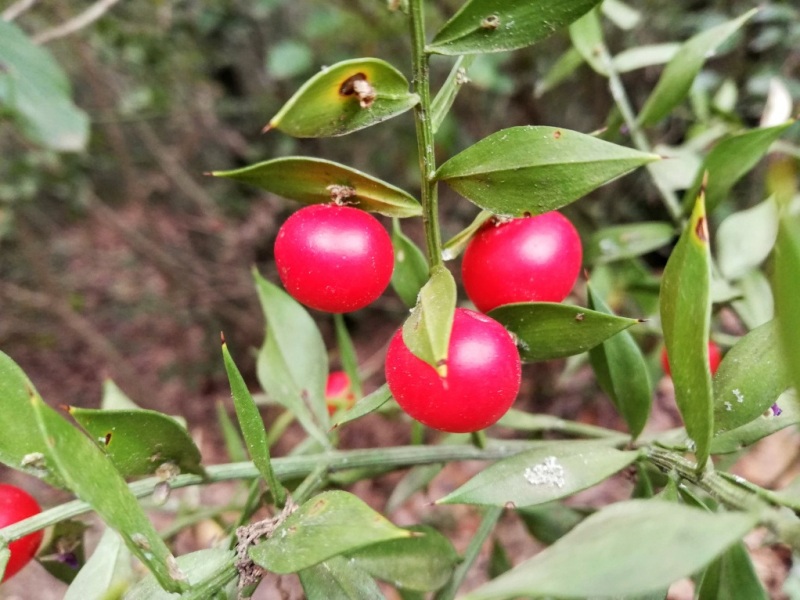 destacada Ruscus aculeatus