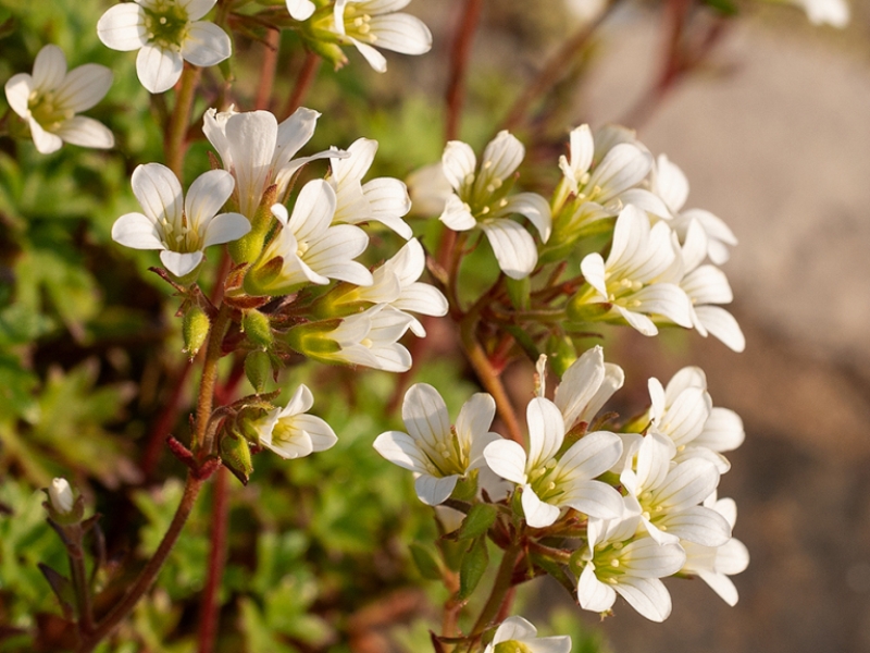 destacada Saxifraga genesiana