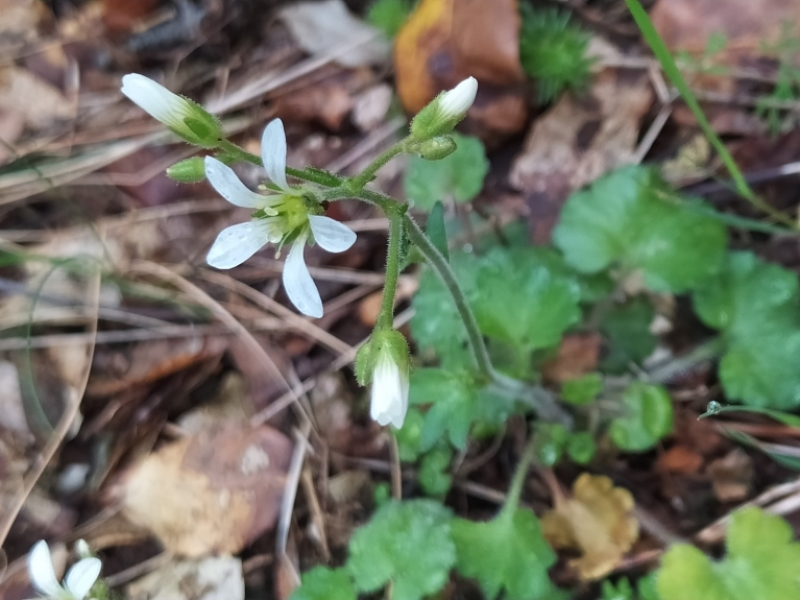 destacada Saxifraga granulata granulata