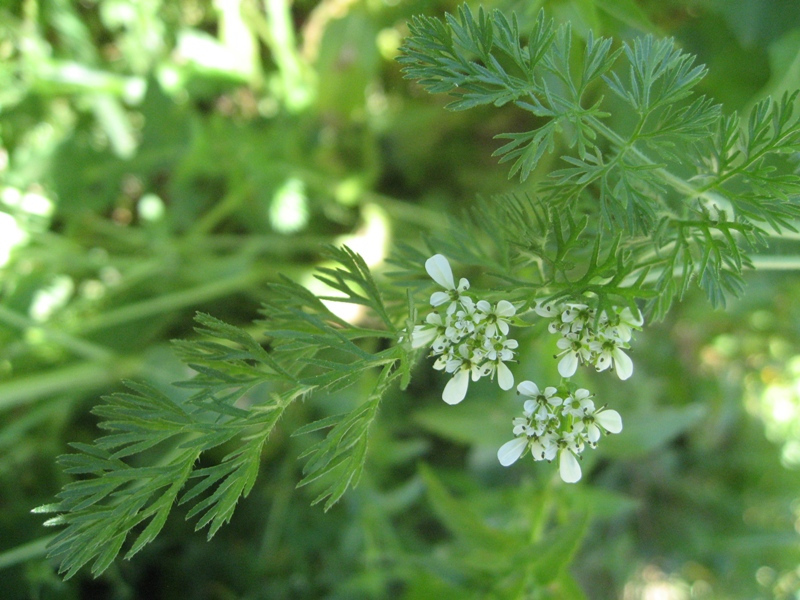 destacada Scandix pecten veneris