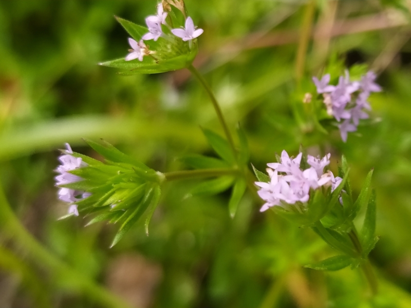 destacada Sherardia arvensis
