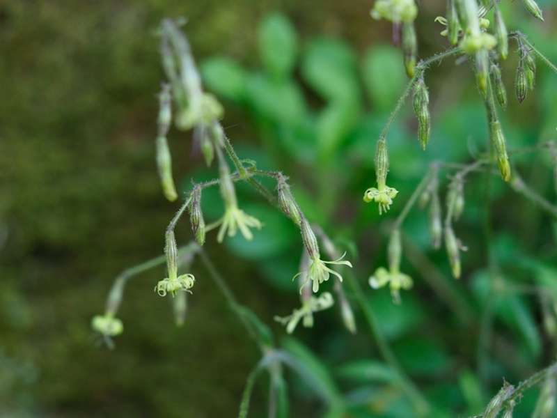 destacada Silene nutans nutans