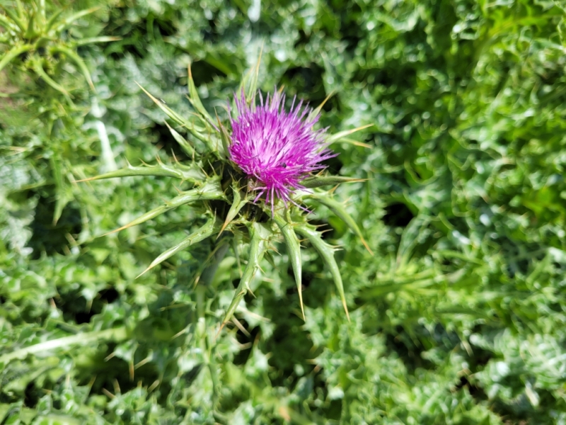 destacada Silybum marianum