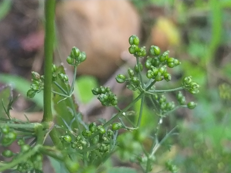 destacada Sison amomum