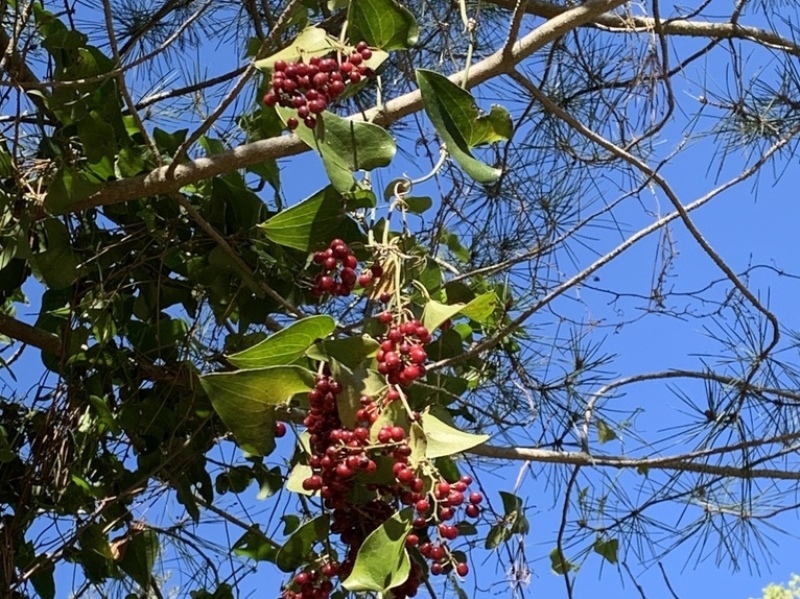 destacada Smilax aspera