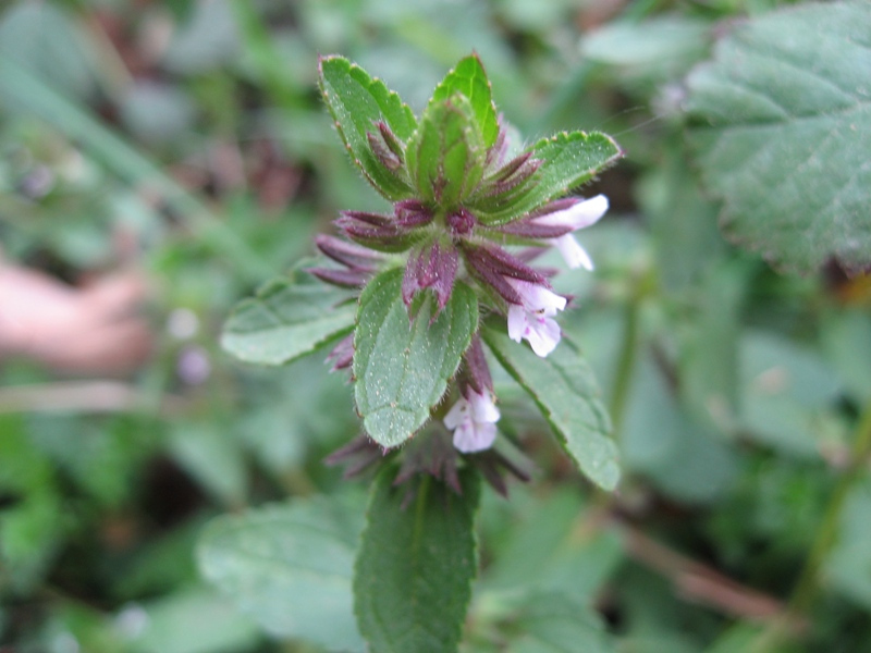 destacada Stachys arvensis