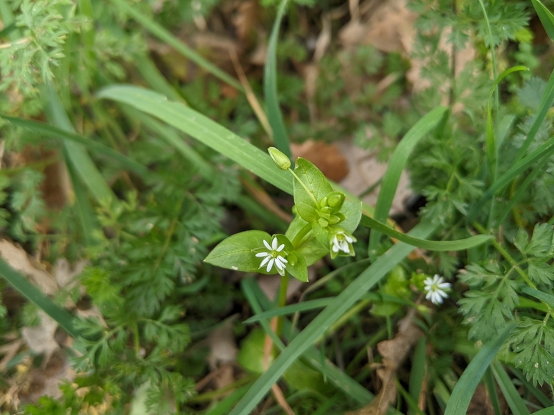 destacada Stellaria media