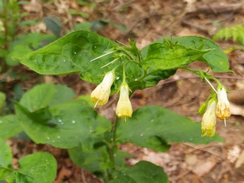 destacada Symphytum tuberosum tuberosum