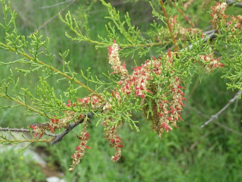 destacada Tamarix africana