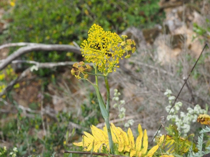 destacada Thapsia laciniata