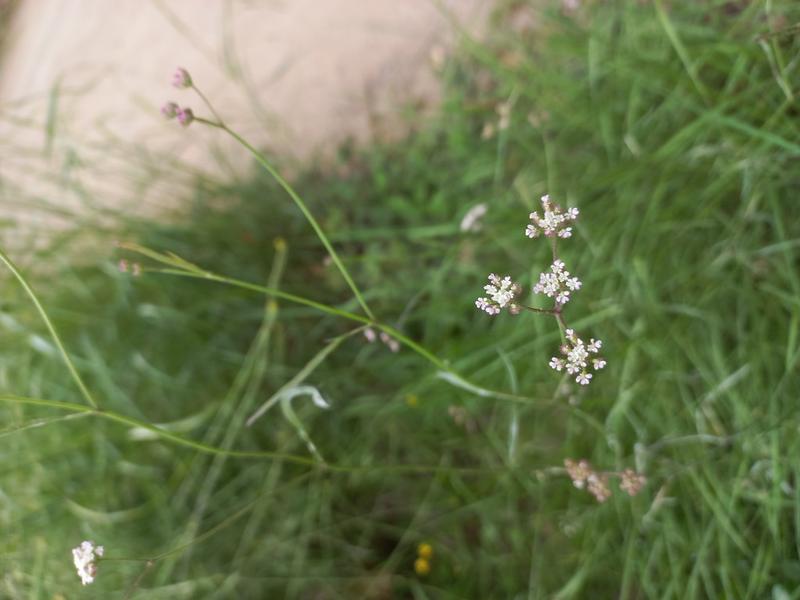 destacada Torilis arvensis purpurea