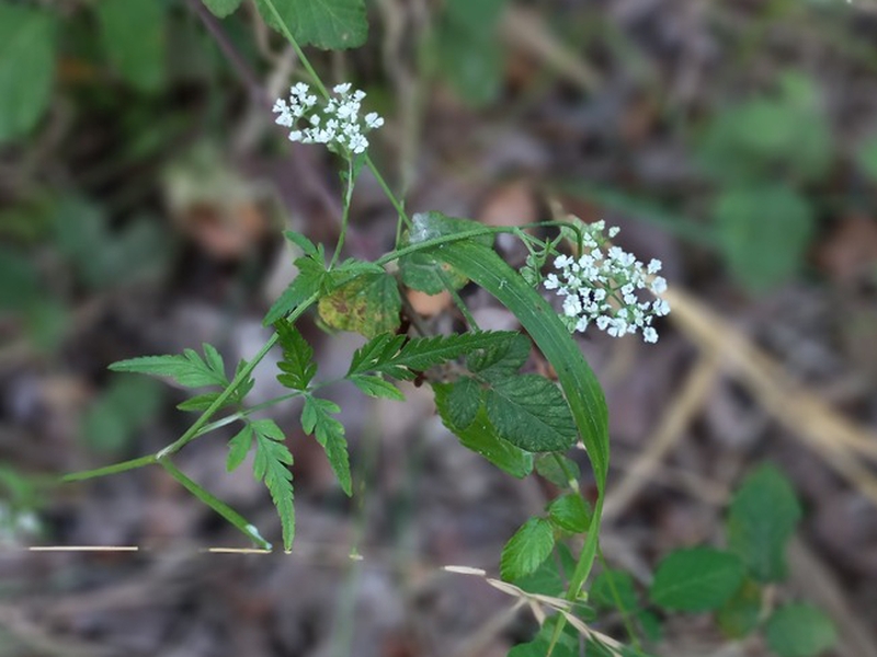 destacada Torilis japonica