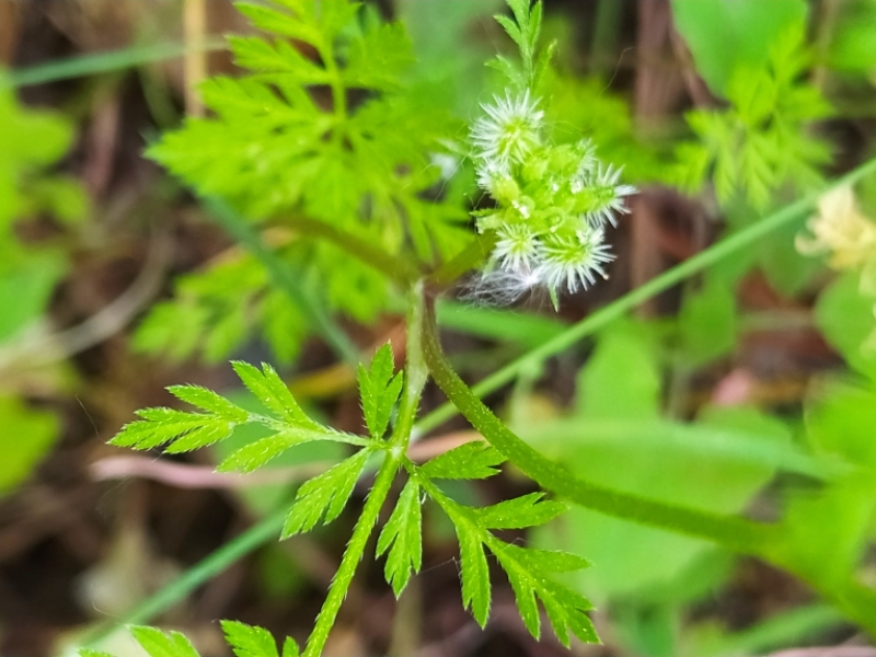 destacada Torilis nodosa