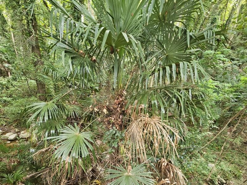 destacada Trachycarpus fortunei