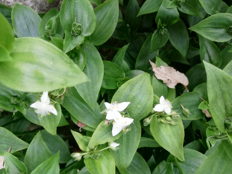 destacada Tradescantia fluminensis