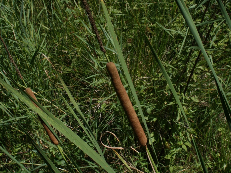 destacada Typha domingensis