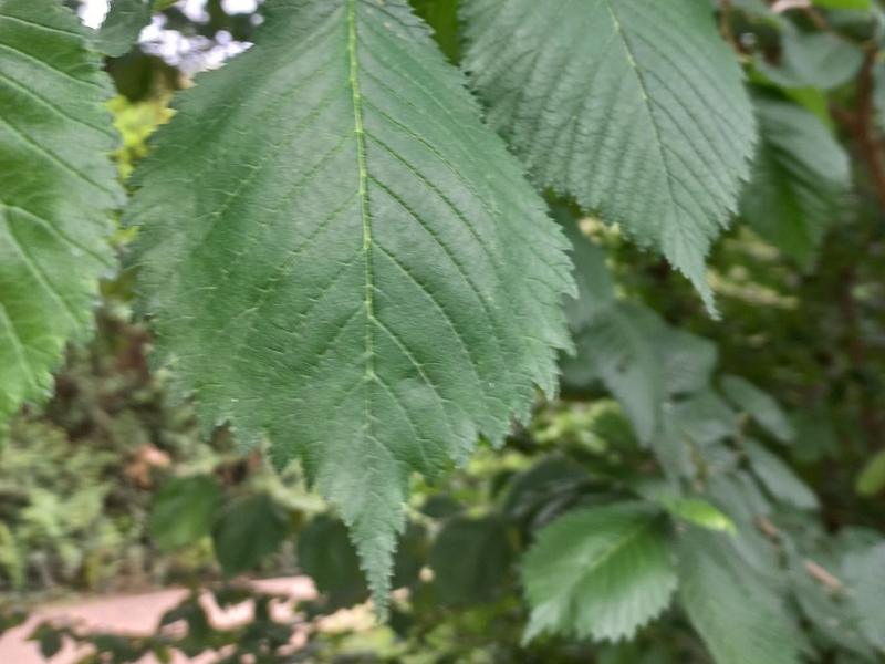 destacada Ulmus glabra