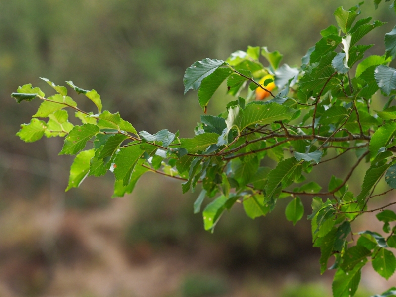 destacada Ulmus minor