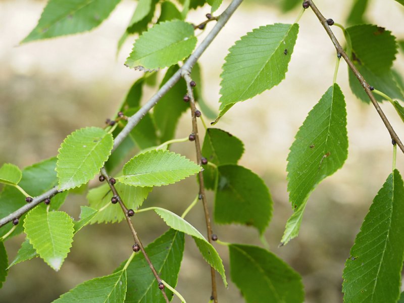 destacada Ulmus pumila