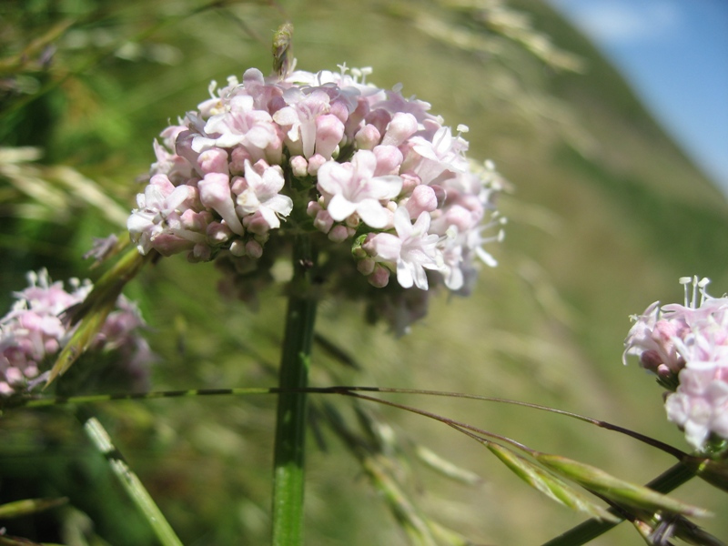 destacada Valeriana officinalis