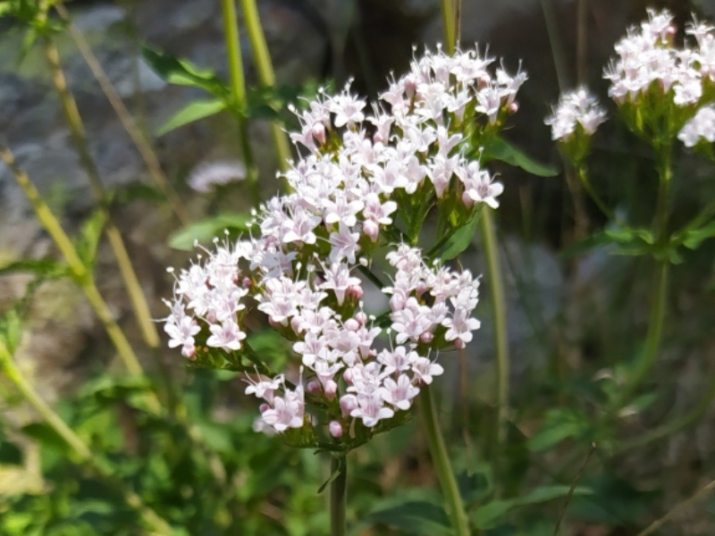 destacada Valeriana tripteris tripteris