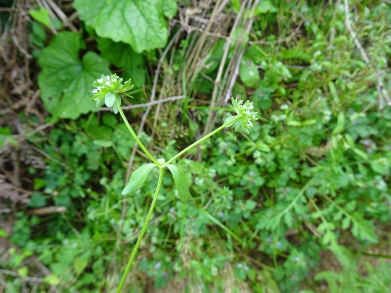 destacada Valerianella locusta locusta
