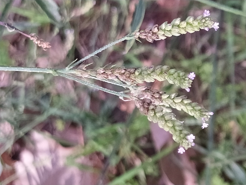 destacada Verbena brasiliensis