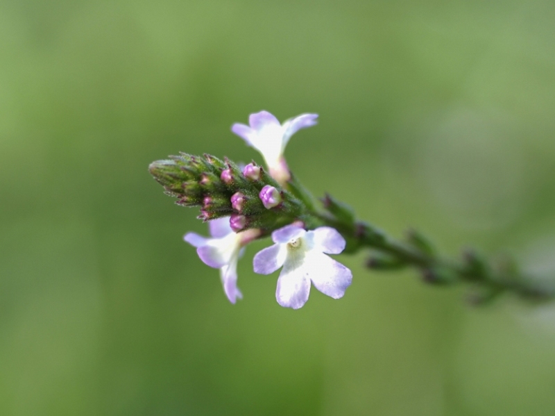 destacada Verbena officinalis